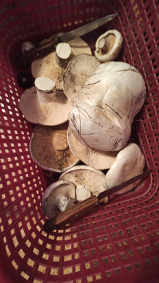 Гриб из Оренбургская область