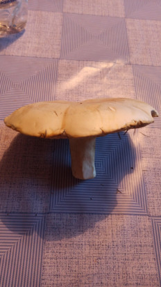 Гриб из Оренбургская область