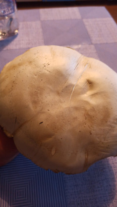 Гриб из Оренбургская область