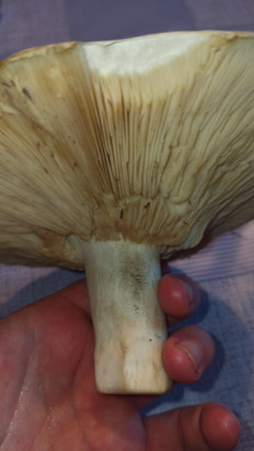 Гриб из Оренбургская область