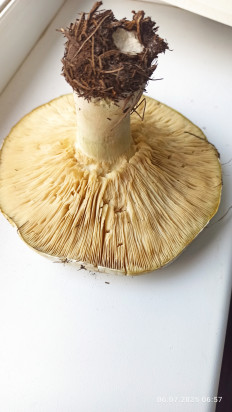 Гриб из Оренбургская область