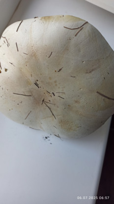 Гриб из Оренбургская область