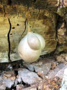 Гриб из Раменское