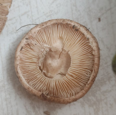 Гриб из Павловский Посад