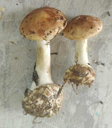 Гриб из Павловский Посад