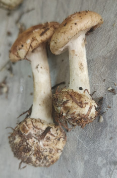 Гриб из Павловский Посад