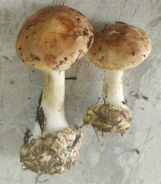 Гриб из Павловский Посад