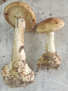 Гриб из Павловский Посад