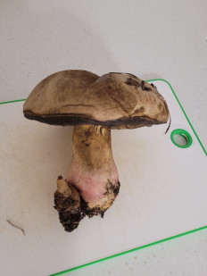 Гриб из Геленджик