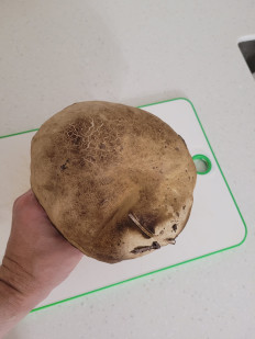 Гриб из Геленджик