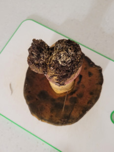 Гриб из Геленджик