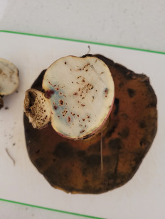 Гриб из Геленджик