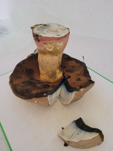 Гриб из Геленджик