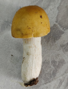 Гриб из Павловский Посад