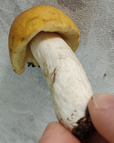 Гриб из Павловский Посад