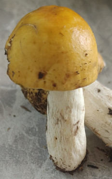 Гриб из Павловский Посад