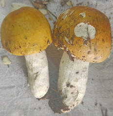 Гриб из Павловский Посад