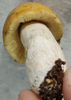 Гриб из Павловский Посад