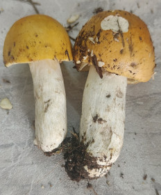 Гриб из Павловский Посад