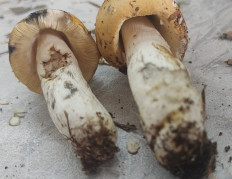 Гриб из Павловский Посад