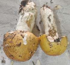 Гриб из Павловский Посад