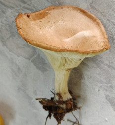 Гриб из Павловский Посад