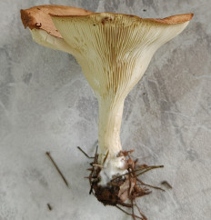 Гриб из Павловский Посад