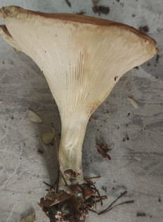 Гриб из Павловский Посад