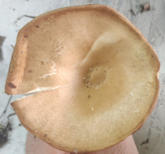 Гриб из Павловский Посад