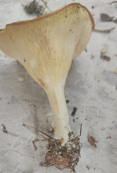 Гриб из Павловский Посад