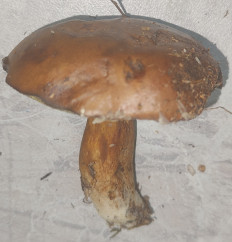 Гриб из Павловский Посад