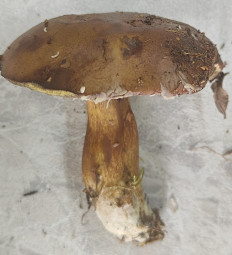 Гриб из Павловский Посад