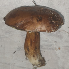 Гриб из Павловский Посад