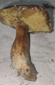 Гриб из Павловский Посад