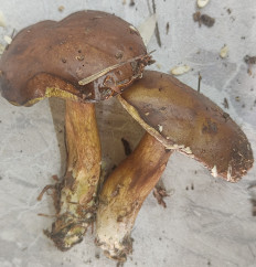 Гриб из Павловский Посад