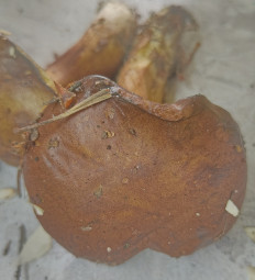 Гриб из Павловский Посад