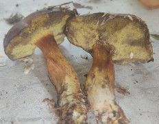 Гриб из Павловский Посад