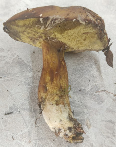 Гриб из Павловский Посад