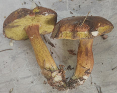 Гриб из Павловский Посад