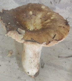 Гриб из Павловский Посад