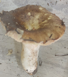 Гриб из Павловский Посад