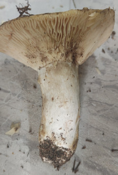 Гриб из Павловский Посад