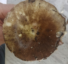 Гриб из Павловский Посад