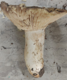 Гриб из Павловский Посад