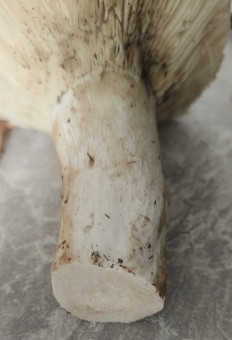 Гриб из Павловский Посад