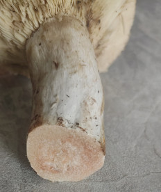 Гриб из Павловский Посад