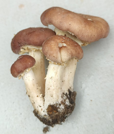 Строфария морщинисто-кольцевая (Кольцевик)