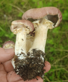 Строфария морщинисто-кольцевая (Кольцевик)