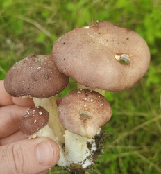 Строфария морщинисто-кольцевая (Кольцевик)