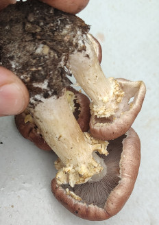 Строфария морщинисто-кольцевая (Кольцевик)